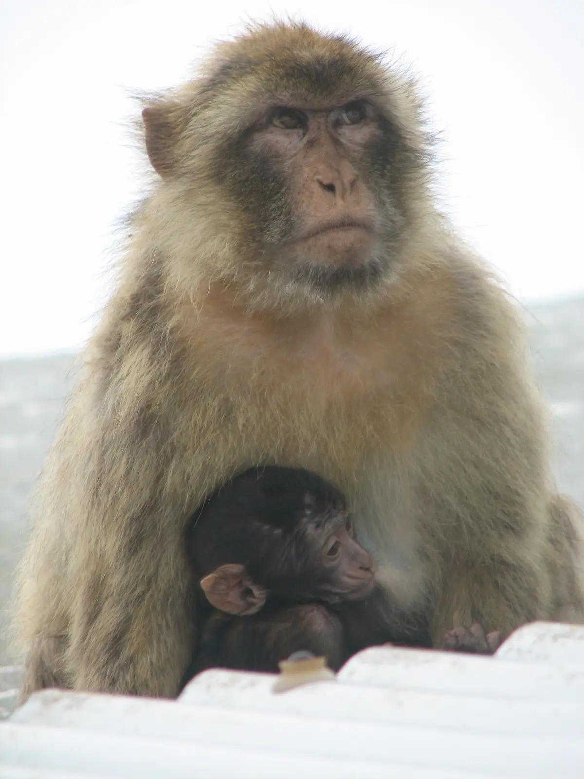 Barbary Ape and her infant at Gibraltar