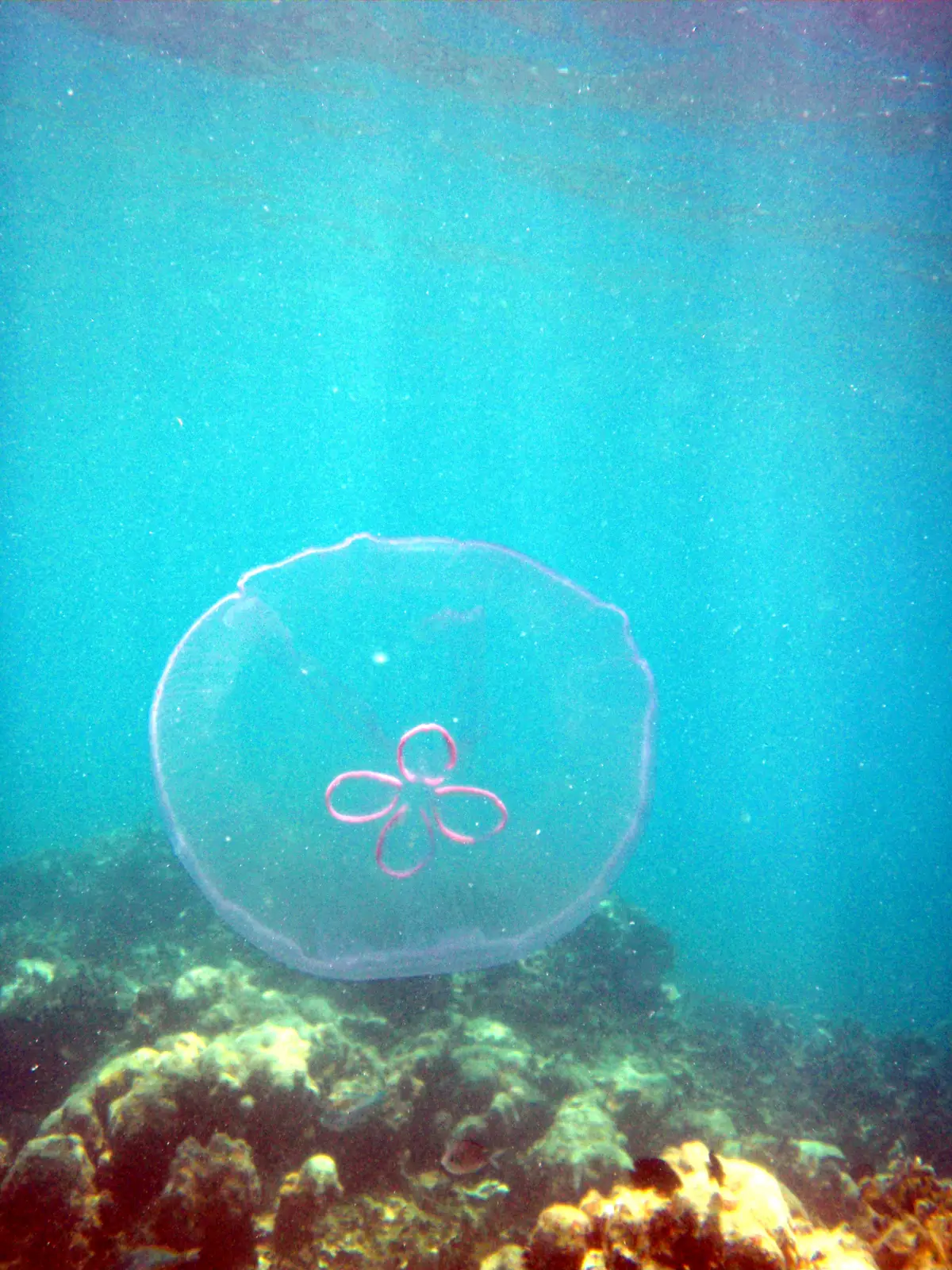 Jellyfish near Cayo Icacos in Puerto Rico