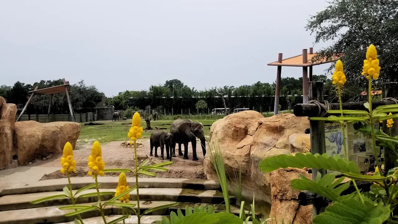 Zoo Tampa, Florida - Things to see and do