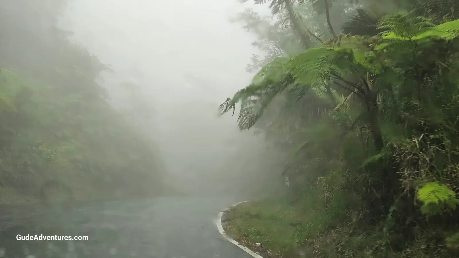 Fern trees in the clouds along the highway the Carite Rainforest and Charco Azul, Puerto Rico