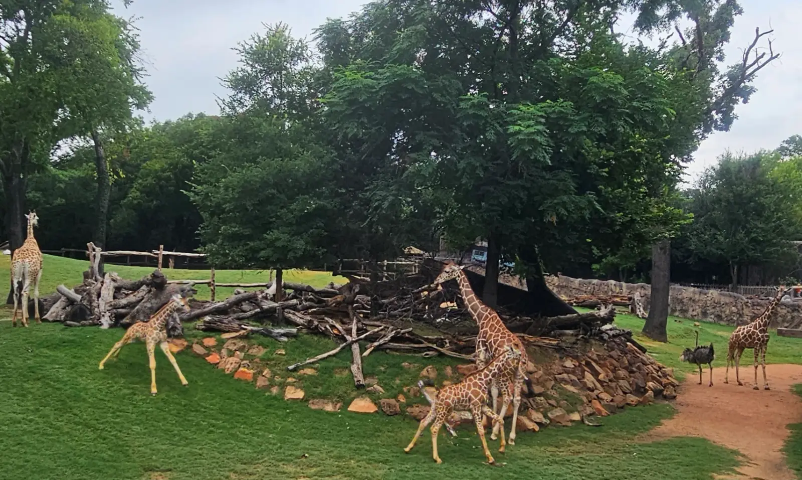 Fort Worth Zoo, Texas - Things to See and Do