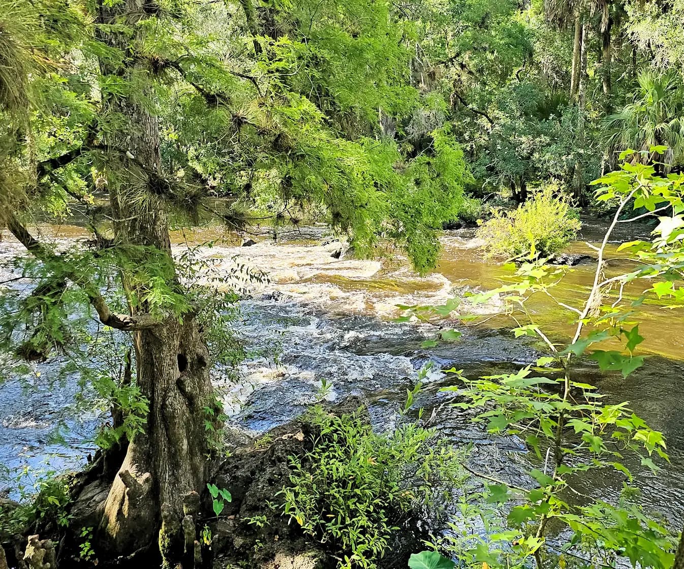 Hillsborough River, Florida - Things to see and do