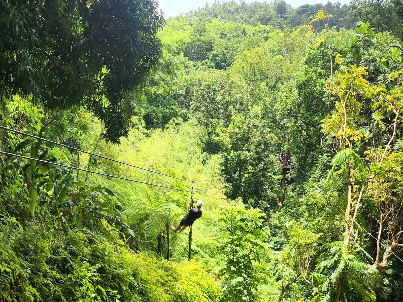 JungleQui, Rio Mar, Puerto Rico - Things to See and Do