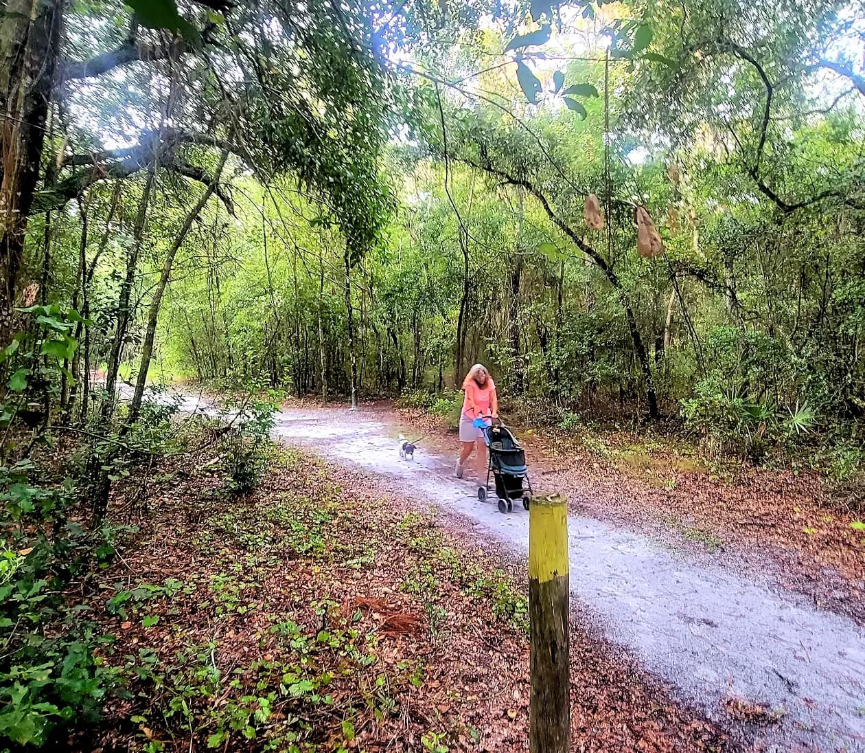 Violet Cury Preserve, Florida - Things to see and do